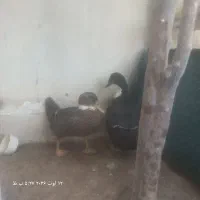 اردک