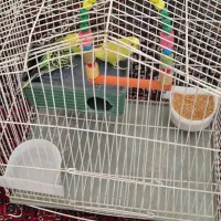 فروش مرغ عشق و قناری نر و قفس|پرنده|سنقر, |دیوار