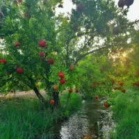 رب انار بدون افزودنی