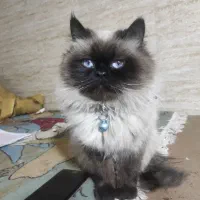 گمشده