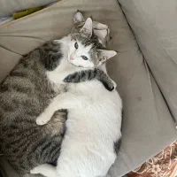 واگذاری رایگان بچه گربه خونگی