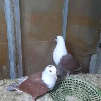 یک جفت جوجه کلاغ تازه دانه خور شدن