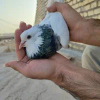 کبوتر طوقی