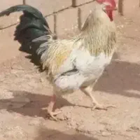 خروس محلی