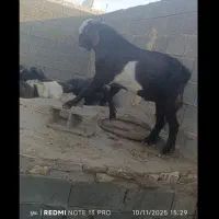 کهره چبش بوئر