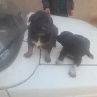 سگ سراب|سگ|تاکستان, |دیوار