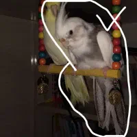 عروس آقا