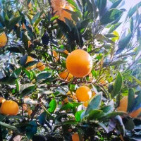 پرتغال تامسون