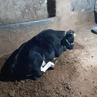 سلام فروش گوساله