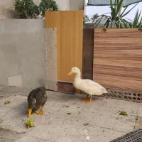 ۲تا اردک ۵ماهه