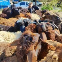 گوسفند اندیشه فردیس اهری مشکین دشت زنده باسکول.|حیوانات مزرعه|اندیشه, اندیشه فاز ۱|دیوار