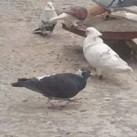 کفتررنگی|پرنده|سامن, |دیوار