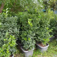 یاس هلندی جعبه چهل