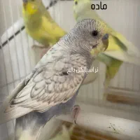 مرغ عشق کلکسیونی