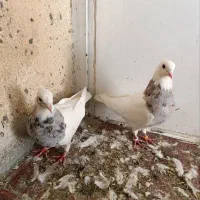 کفتر همراه جوجه
