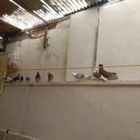 کفتریاکبوتر|پرنده|صباشهر, |دیوار