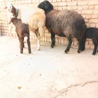 یه جفت میش زاییده(شیشک)بره ها شیرمست درجه ۱|حیوانات مزرعه|داران, |دیوار