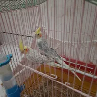 عروس هلندی|پرنده|اصفهان, خواجو|دیوار