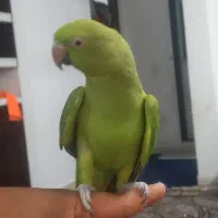 طوطی ملنگو سخنگو|پرنده|رودان, |دیوار