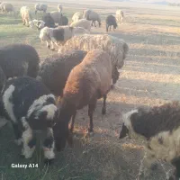 گوسفند  همو