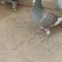 کفتر فروشی چهار تا جوجه نر سرکله دار ابلغ|پرنده|صابری, |دیوار