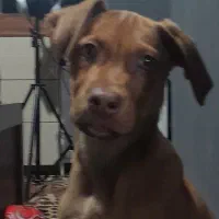 توله پیتبول حرفه ای