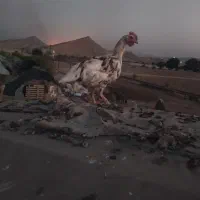 خروس محلی.گچساران