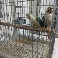 طوطی گیرینچیک پاین اپل