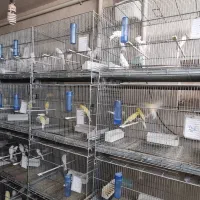 فروش قناری پرستار رنگ روشن