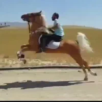 اسب سمند یال و دم شسته|اسب و تجهیزات اسبسواری|شیراز, نیایش|دیوار