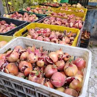 رب و به|خوردنی و آشامیدنی|سیدان, |دیوار