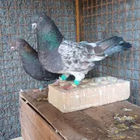 جفت تاپ درجه یک|پرنده|دزفول, |دیوار