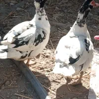 مرغابی اسرائیلی|حیوانات مزرعه|چناران, |دیوار