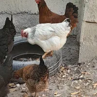 ۸عدد مرغ تخم گذار