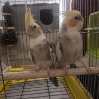 جفت عروس هلندی مولد