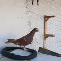 کارلمیلمنز