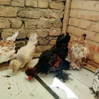 مرغ و خروس پاکوتاه
