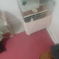 عروس ،،کوتوله،،