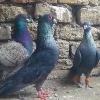 موشی‌کاکلی‌عتیقه