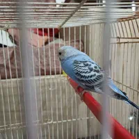 یک عدد مرغ عشق نر، فروش یا معاوضه با فنج ماده