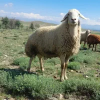 قوچ دامازلخ