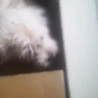 سگ شیتزو|سگ|کرمان, |دیوار