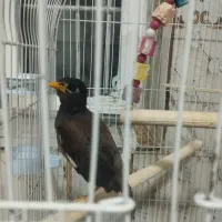 مرغ مینا جوجه