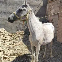 اسب