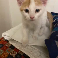 گربه dsh