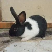 خرگوش