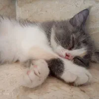 گربه بریتیش سه ماهه|گربه|سنندج, |دیوار