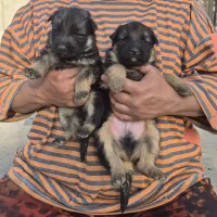 توله برای واگذاری|سگ|فردیس, قریشی|دیوار