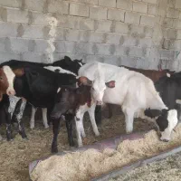 فروش گوساله گاو دورگ
