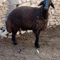 بره قوچ قره قزل هترو